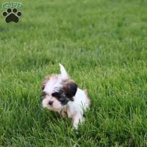Carly, Teddy Bear Puppy